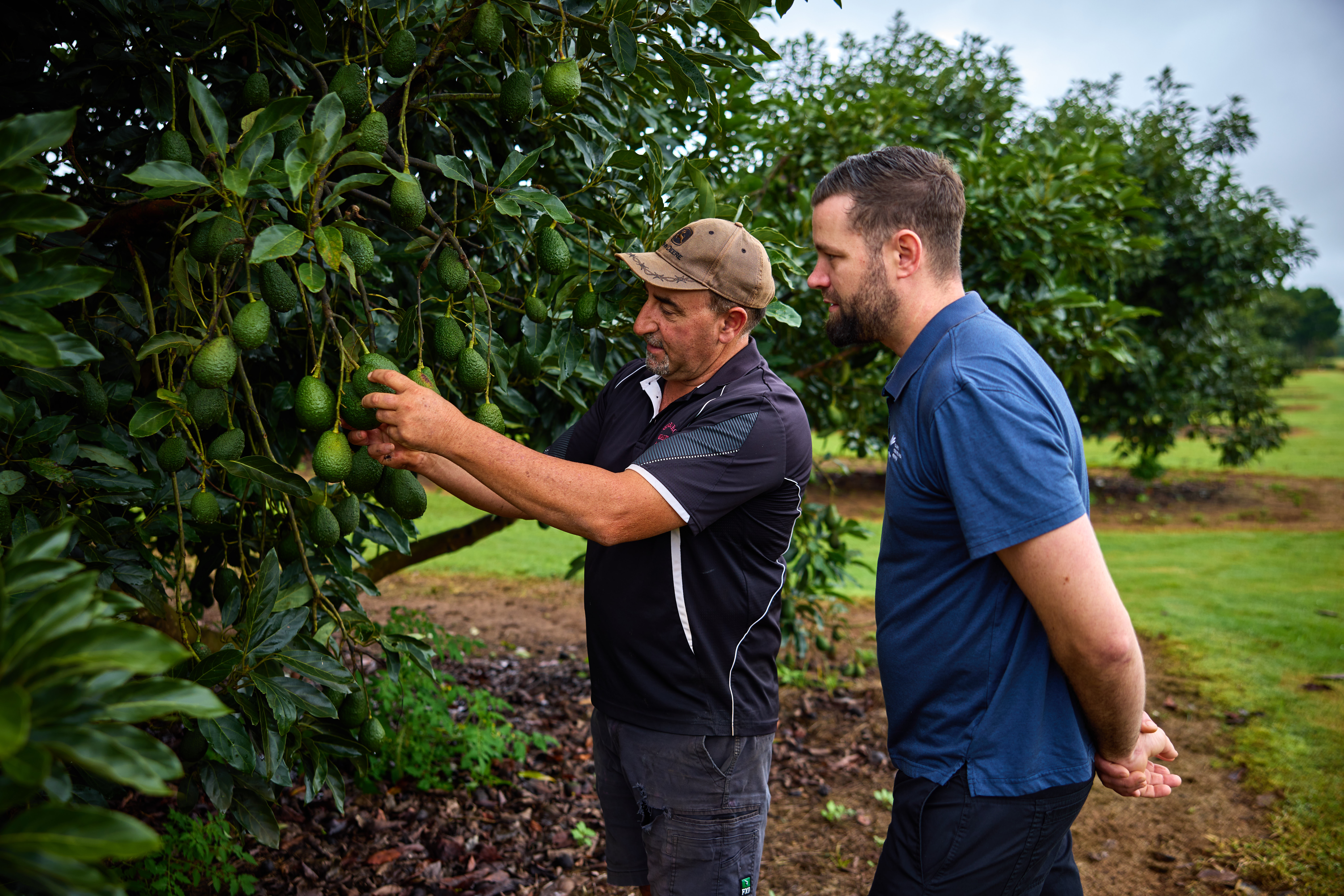 Two individuals standing in an orchard, examining a tree bearing green fruits. One wears a cap and black shirt, the other a blue shirt. The background features more trees and grassy terrain