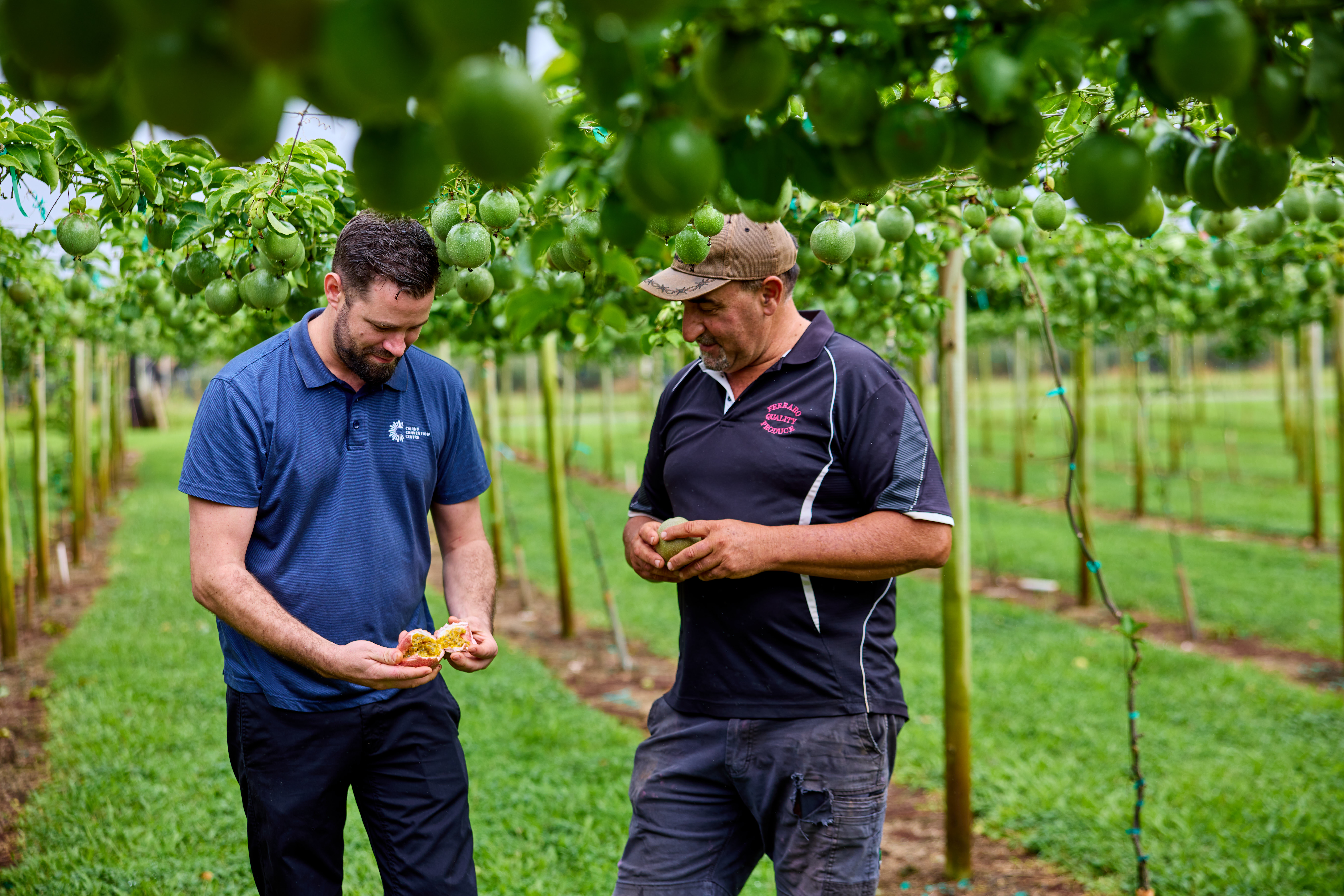 Two individuals standing in a lush green orchard, closely inspecting passionfruit trees laden with green fruits. The setting is vibrant and natural, with dense foliage surrounding the area.