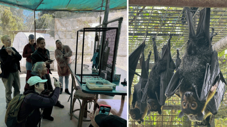 Left Panel: Group of delegates observing a bat care enclosure at Tolga Bat Hospital, with protective mesh cages and research tools visible on a table. Right Panel: Close-up of several large fruit bats hanging upside down inside a wire enclosure, showcasing their wings and facial features.