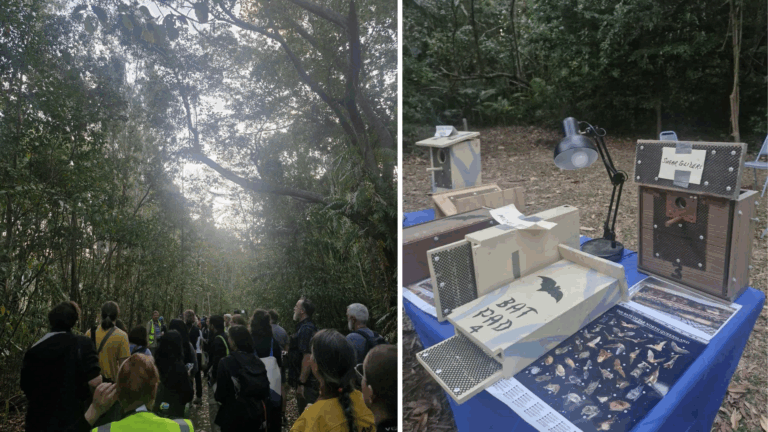Left Panel: Delegates walking along a shaded rainforest trail during a field excursion, surrounded by dense green foliage and tall trees under a bright sky. Right Panel: Display table outdoors featuring bat research equipment, including wooden bat boxes labeled “Bat Pod 4” and informational posters about bat species.