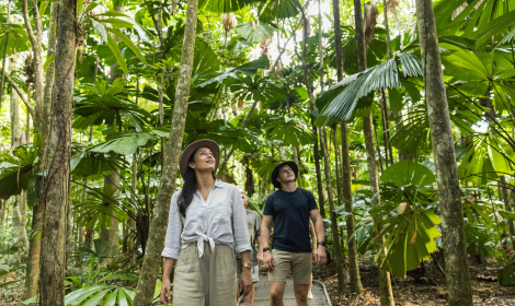 Woman and man walking along a path through dense tropical rainforest, surrounded by tall trees with large green leaves and filtered sunlight, both looking upward at the lush canopy.