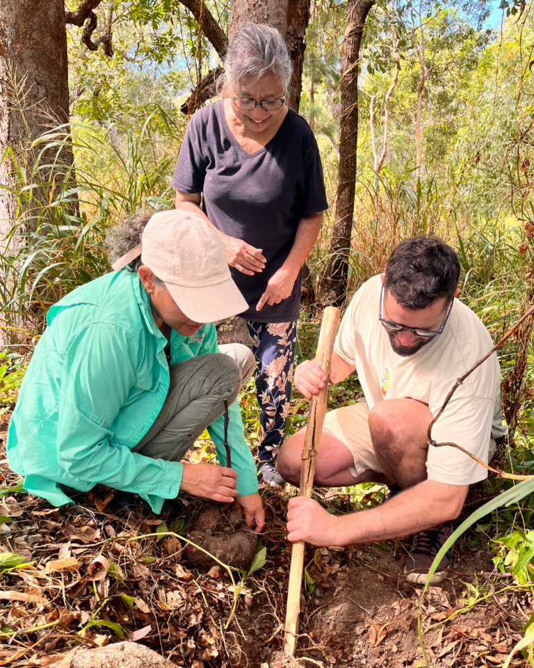Professor Henrietta Marrie, Tracy Gray, and David Hart kneel together on Country among trees and native plants, closely examining the ground as they gather bush ingredients, using hands and a wooden digging stick.